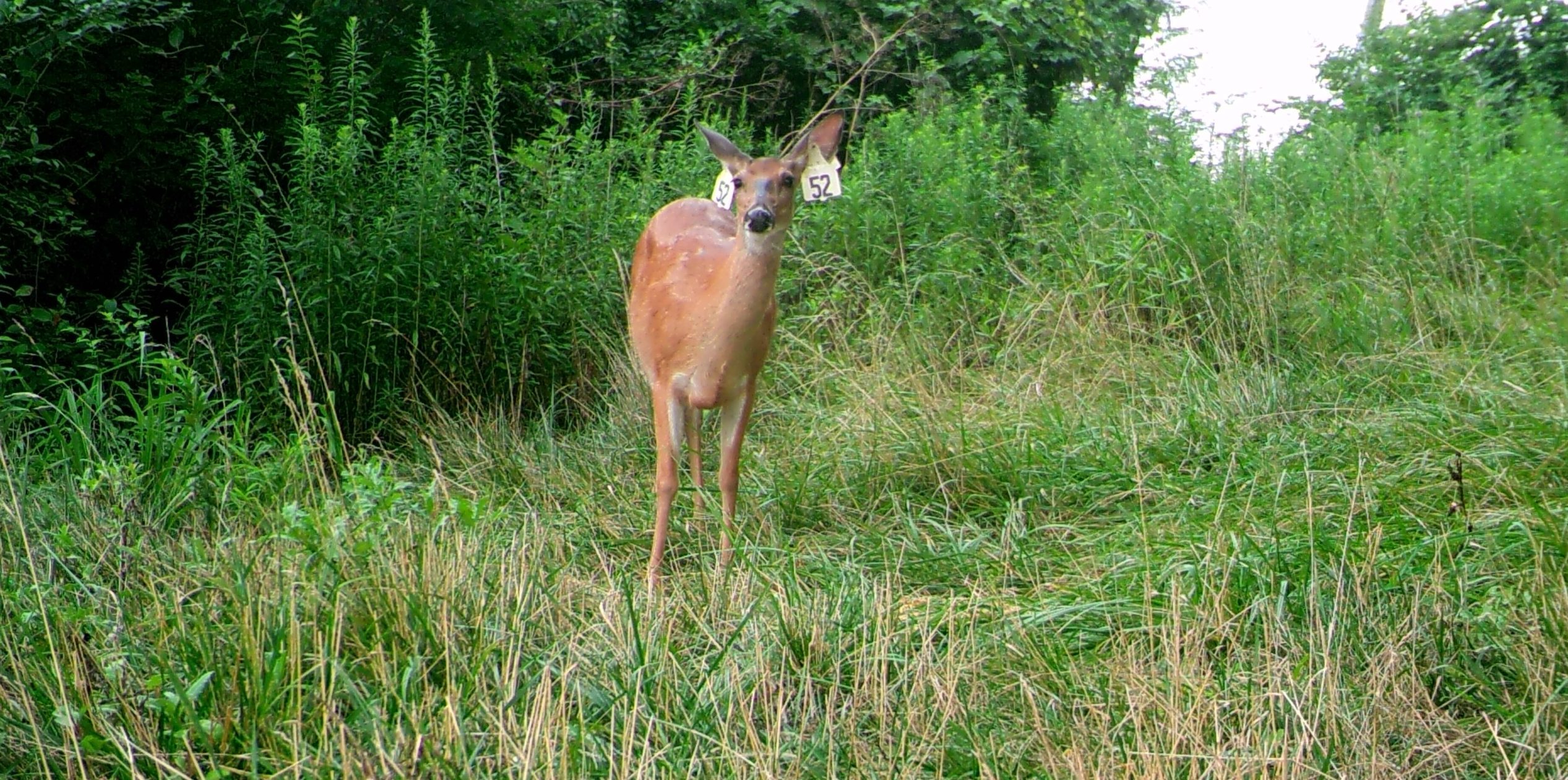 MOULTRIE DIGITAL GAME CAMERA