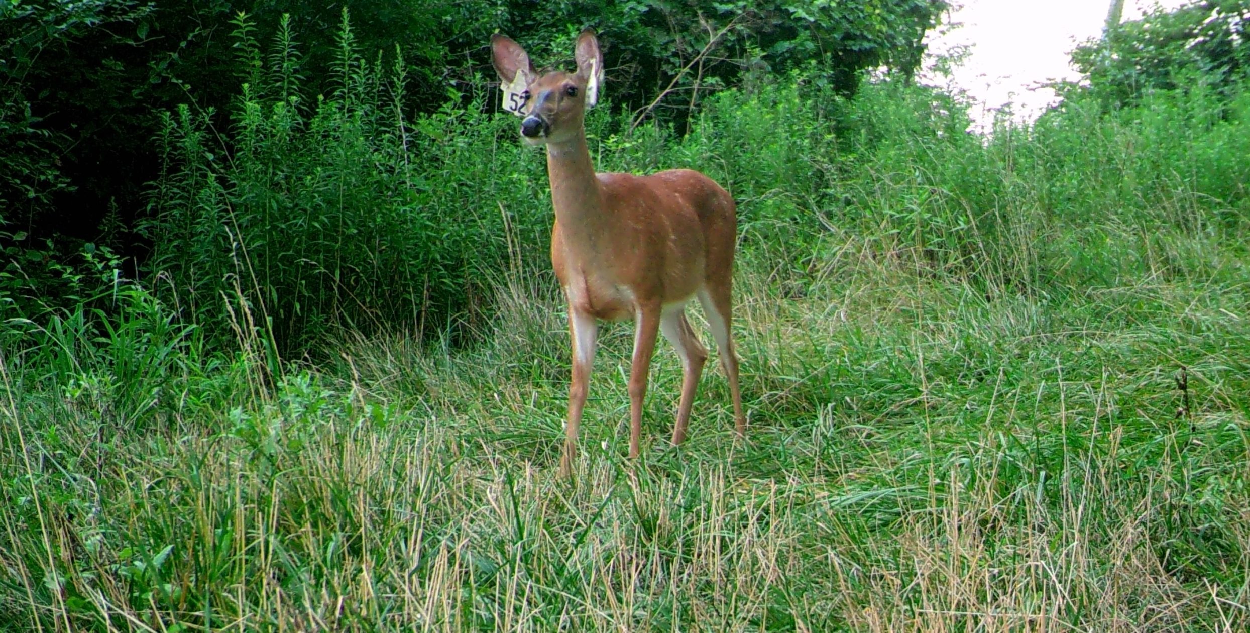 MOULTRIE DIGITAL GAME CAMERA