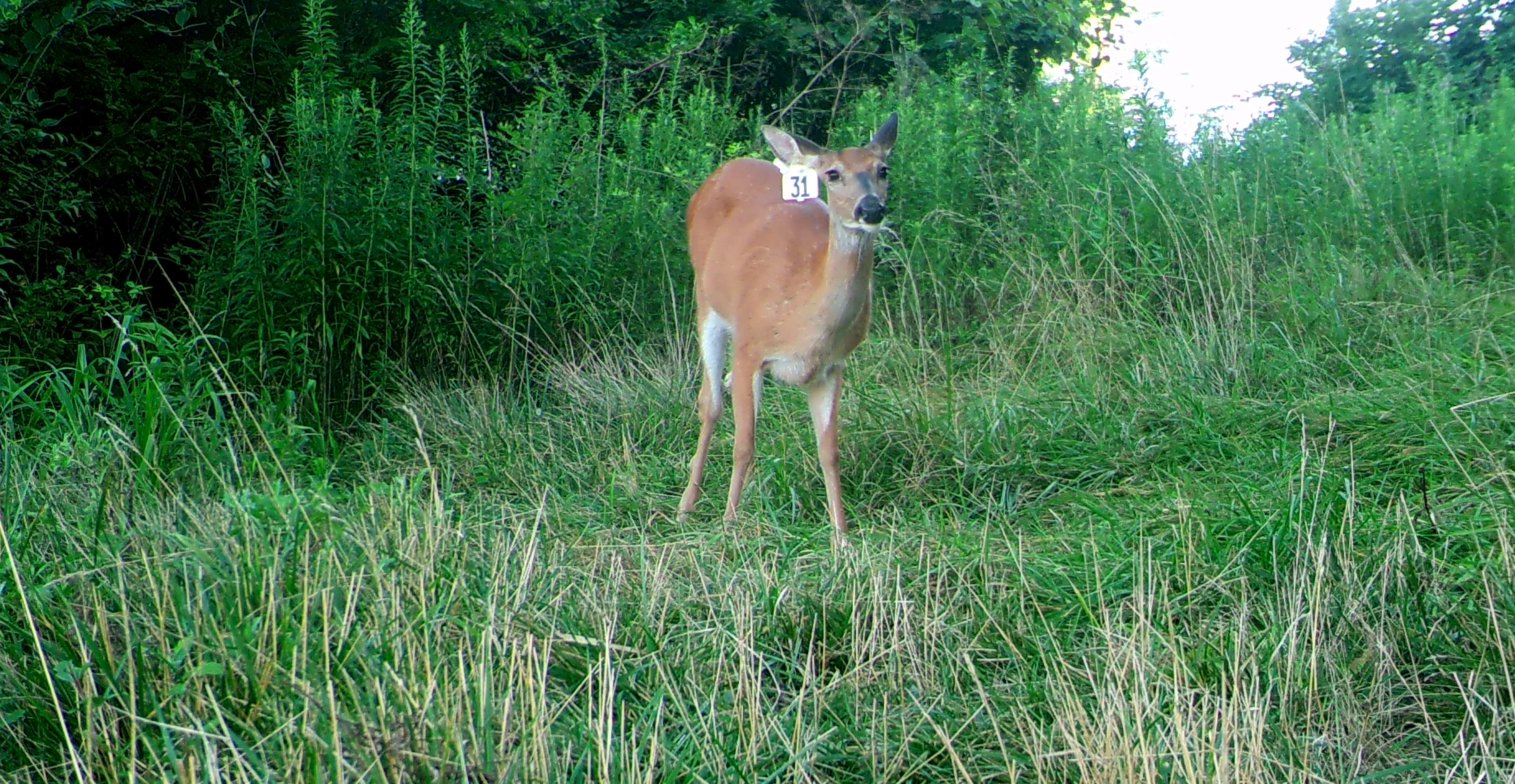 Doe #31