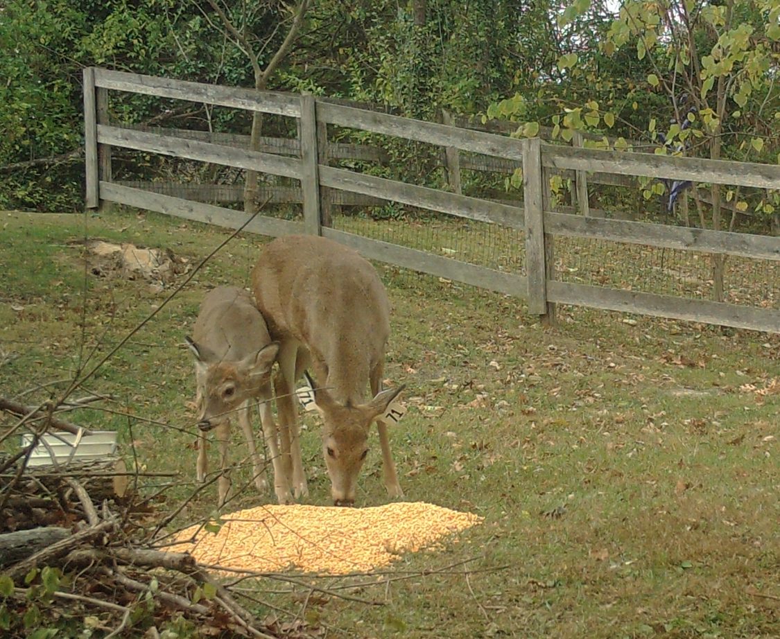 MOULTRIE DIGITAL GAME CAMERA