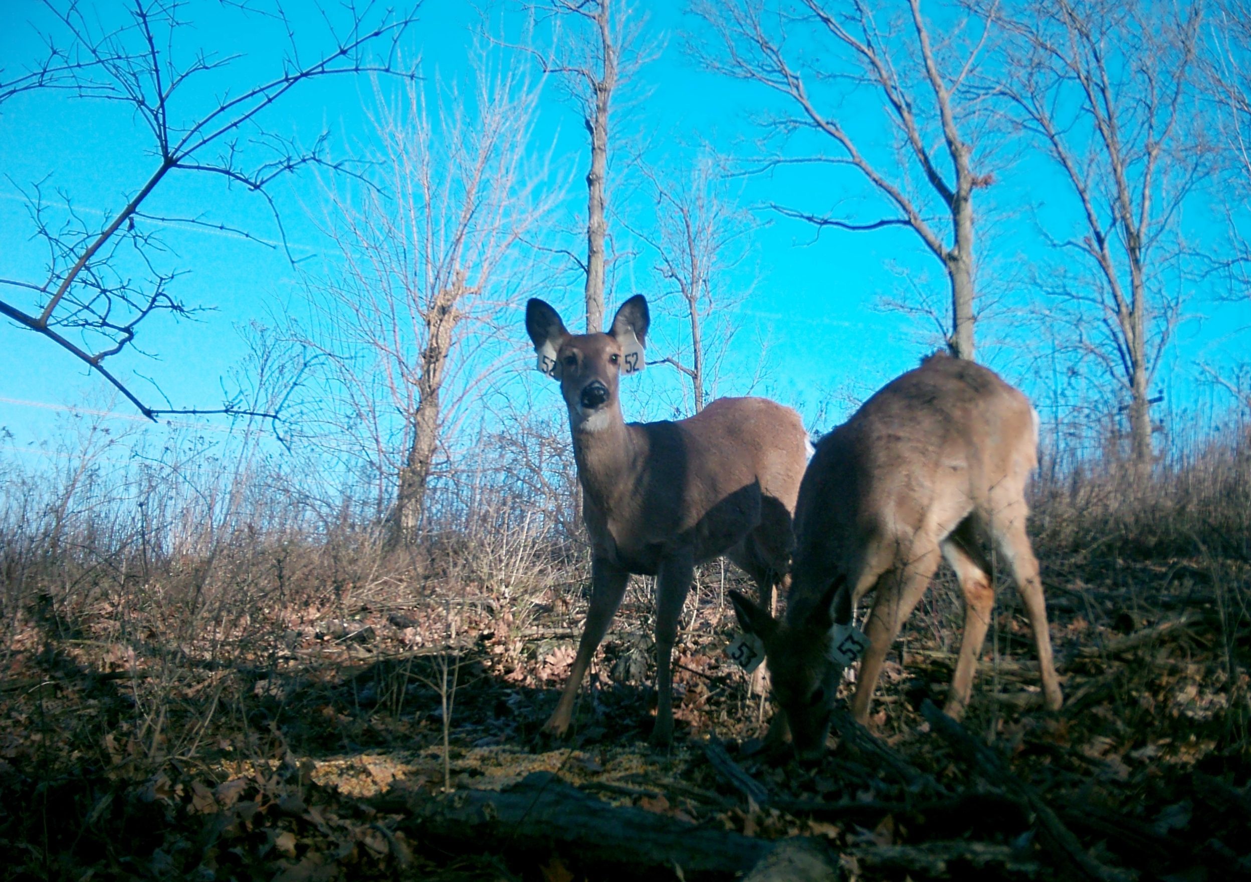 MOULTRIE DIGITAL GAME CAMERA