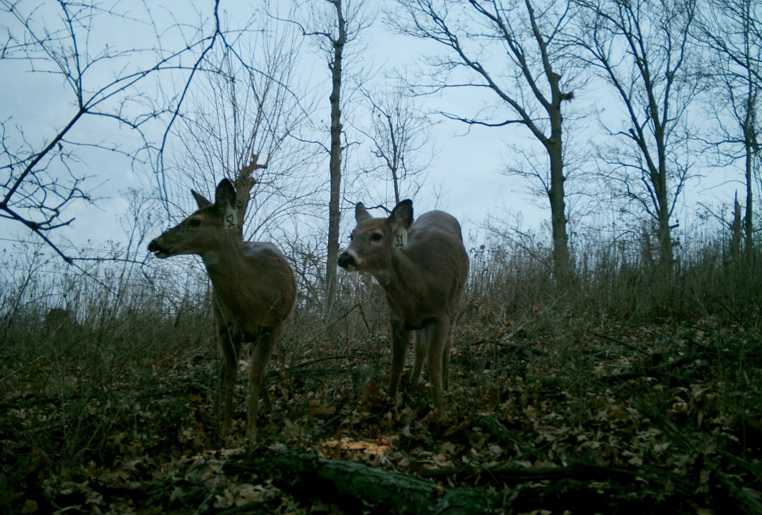 MOULTRIE DIGITAL GAME CAMERA