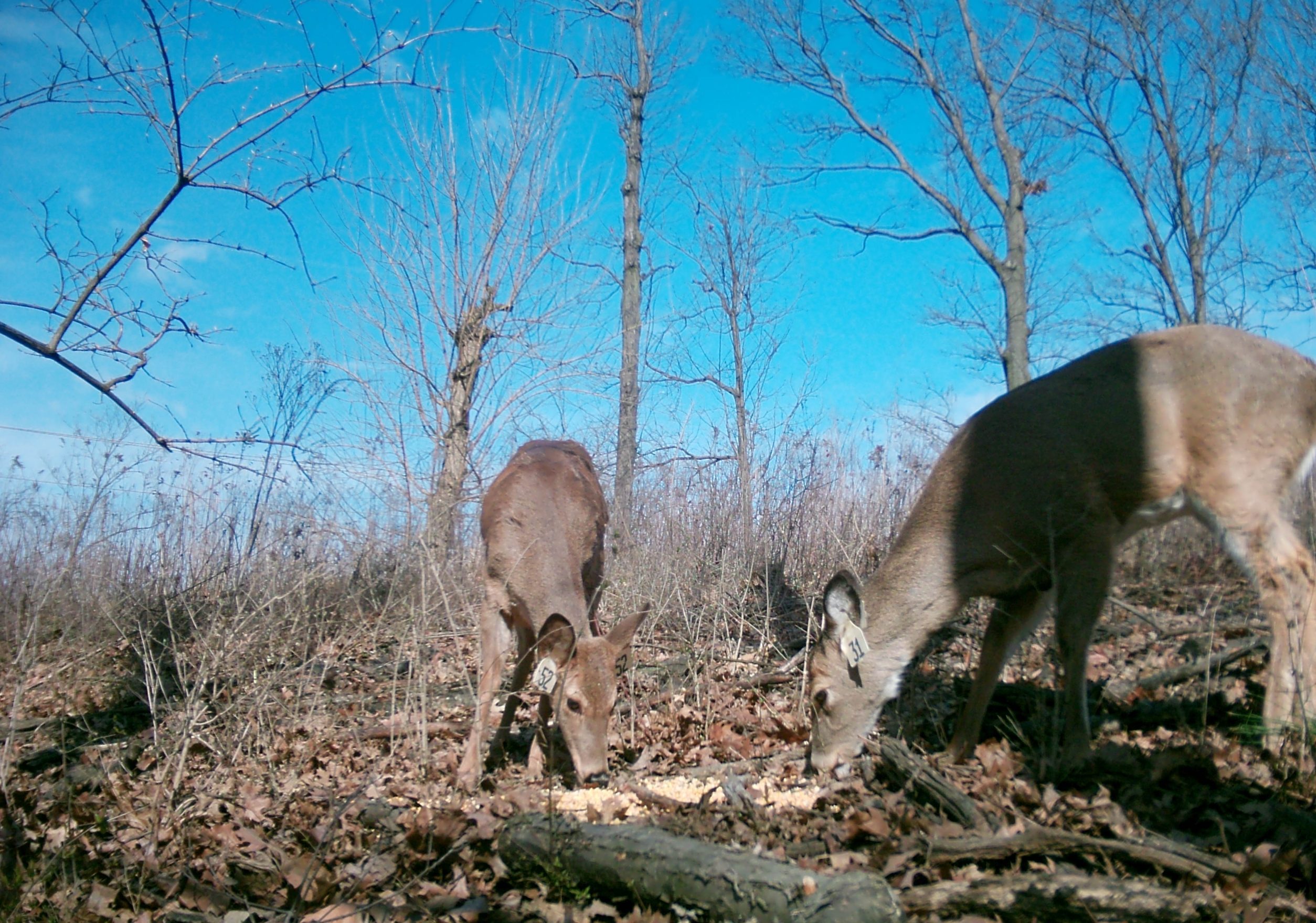 MOULTRIE DIGITAL GAME CAMERA