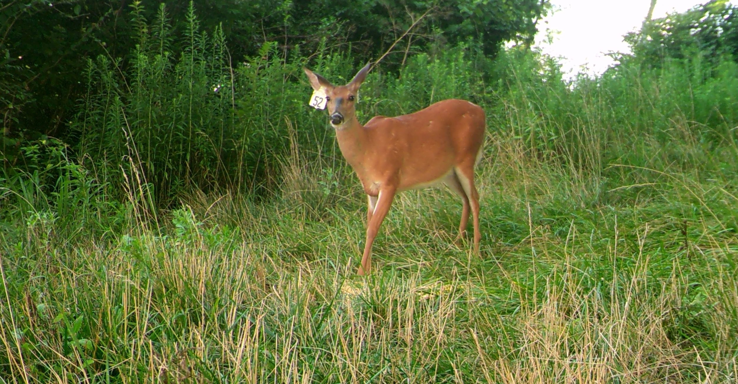 MOULTRIE DIGITAL GAME CAMERA