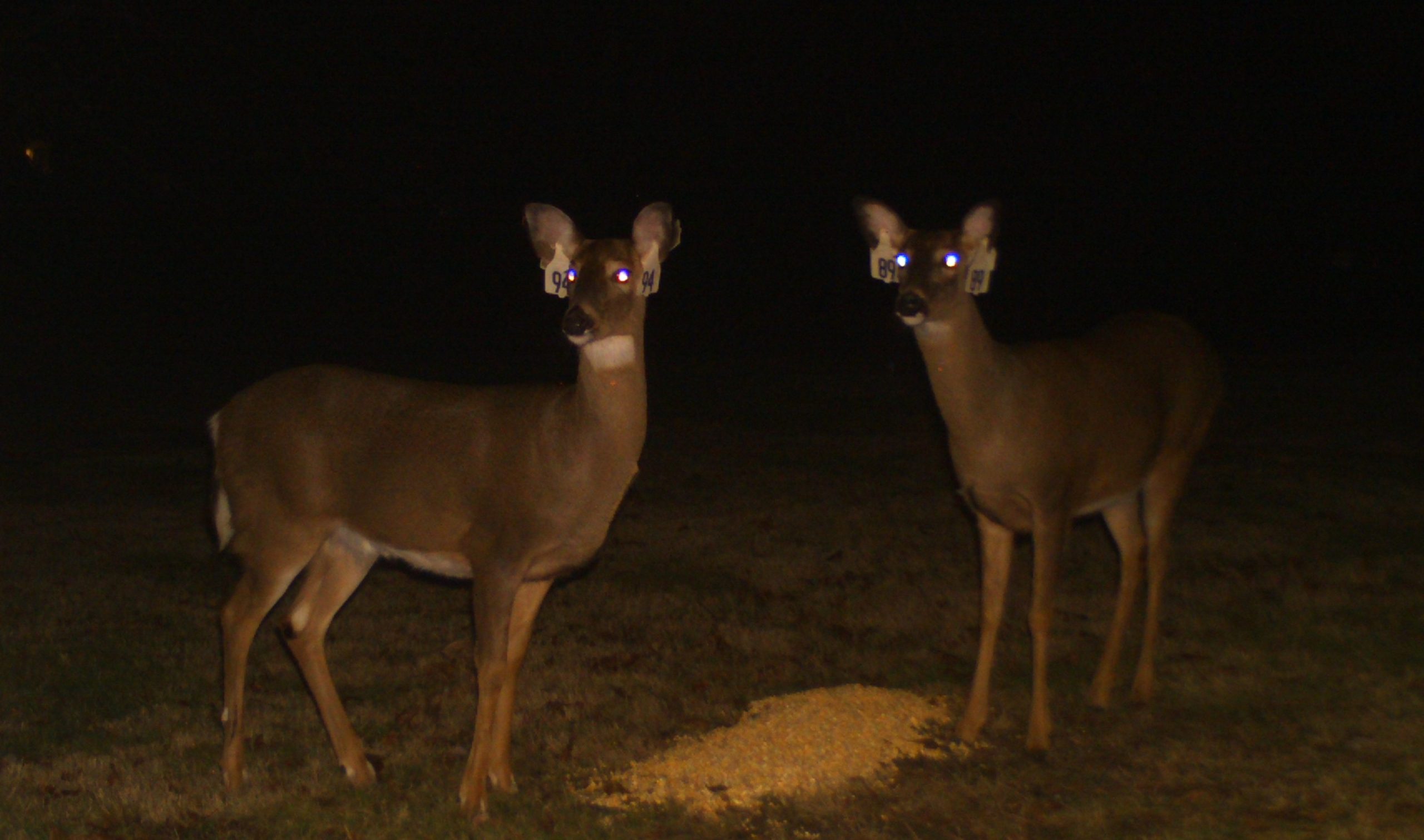 Doe #89 and #94 cropped
