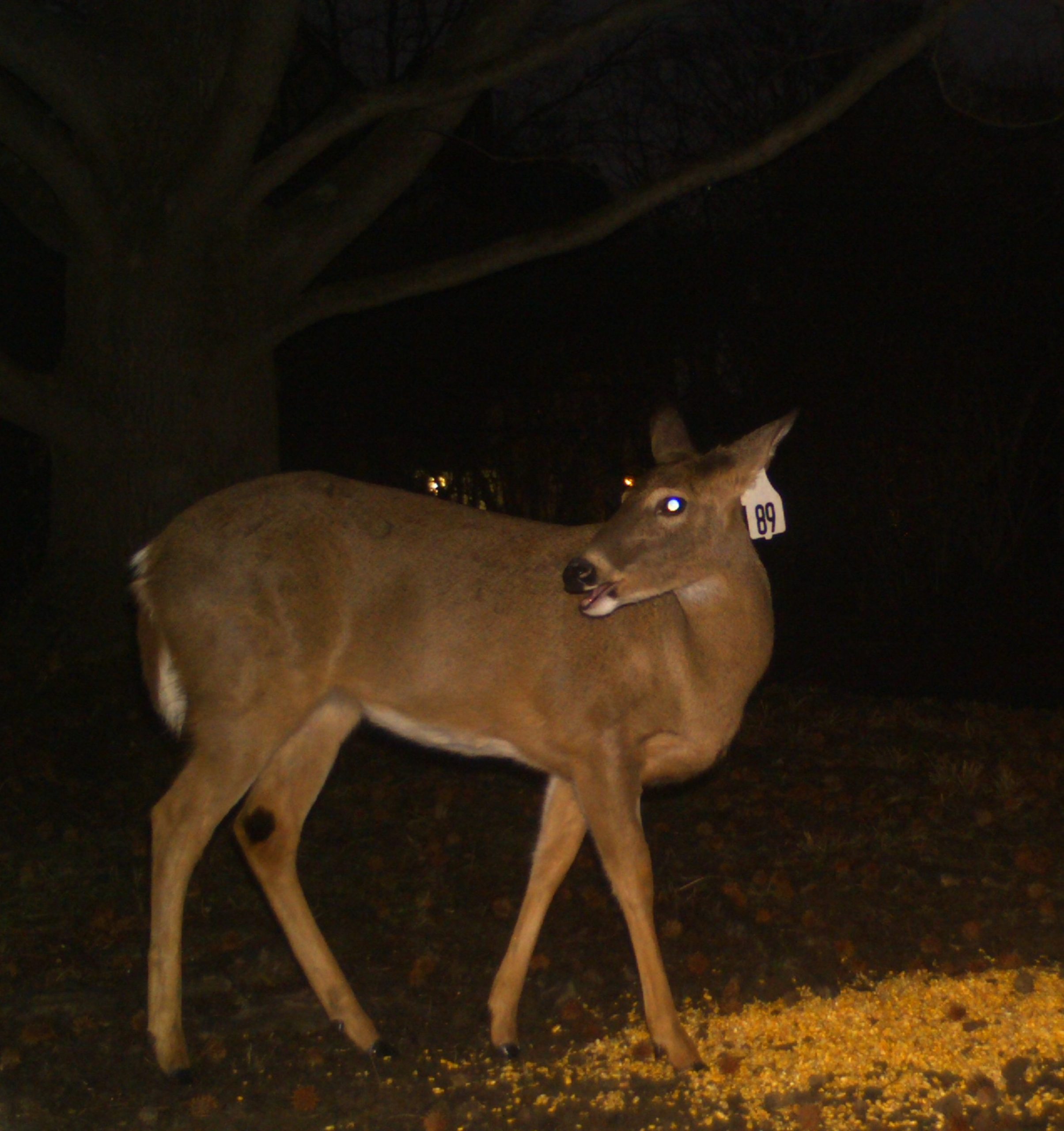 Doe #89 cropped