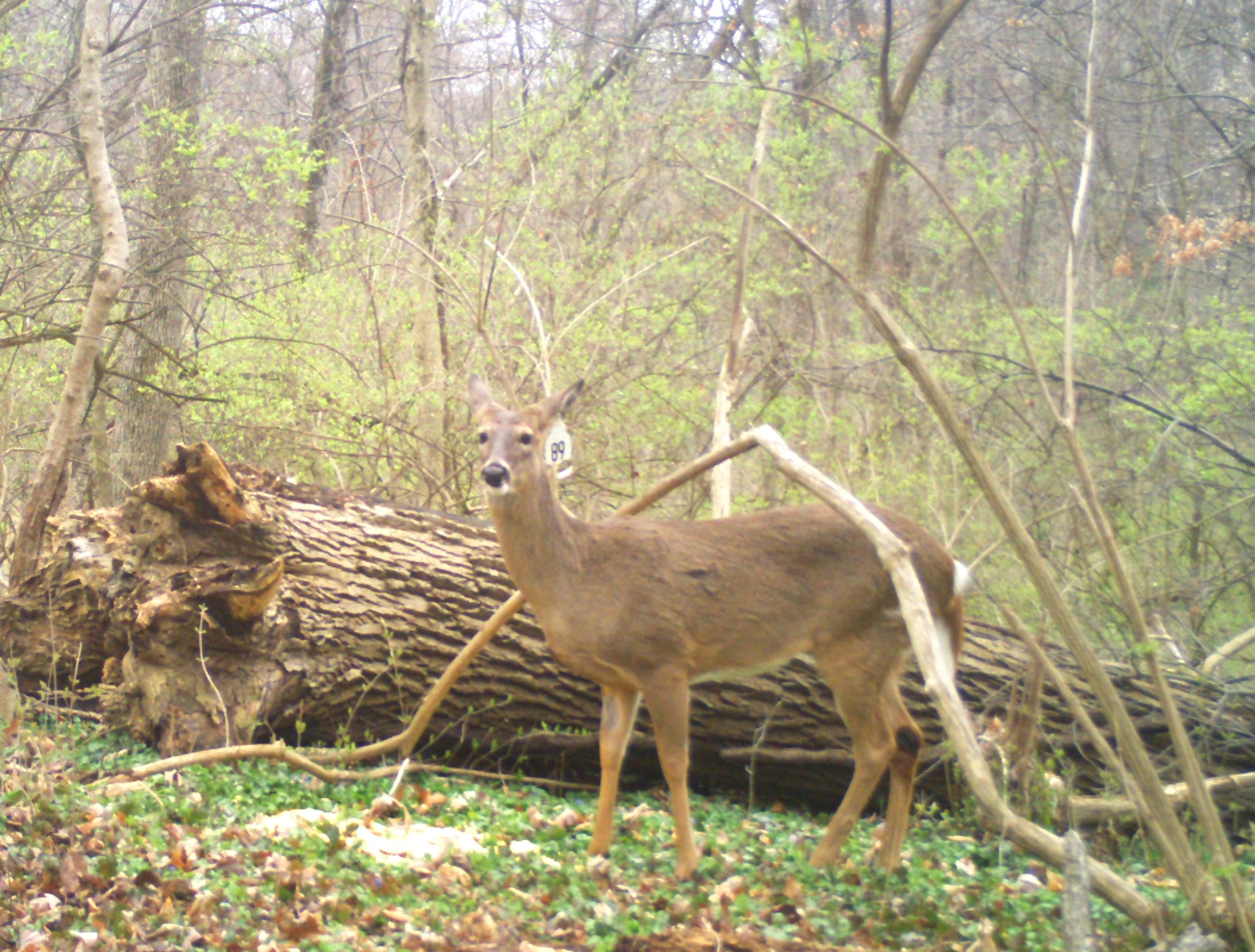 Doe #89 x